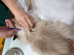 -瑞派宠物医院·犬猫全科·猫友好(宾水西道店)