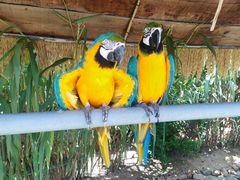 -西霞口神雕山野生动物世界