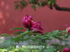 -北京市劳动人民文化宫