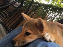 -柴犬高等学院·狗咖·柴犬售卖·宠物训练