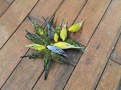 -南宫五洲植物乐园