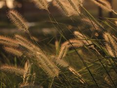 -春花秋色城市公园