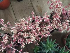 -三圣花乡旅游区