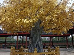 -广东圆玄道观