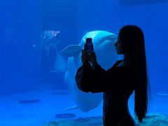 -海合安成都极地海洋公园