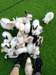 -萌宠亲子动物乐园(槐房万达店)