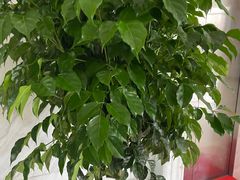 -三圣花乡旅游区