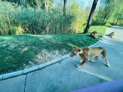 -北京野生动物园