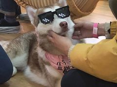 -Husky Go! 哈士奇体验馆·宠物咖啡厅狗咖