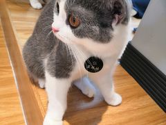 -啵啵喵·猫咖(攀华国际店)
