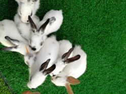 -萌宠亲子动物乐园(槐房万达店)