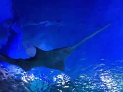 -悉尼海洋生物水族馆