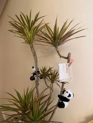 -东英经典SKIN&SPA