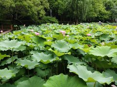 -陈家山荷花公园