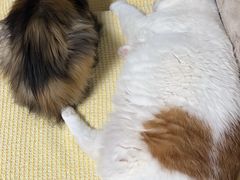 -纳吉亚猫专科动物医院(康都外科中心)