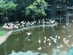 -新加坡飞禽公园