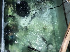 -小乡小镇·传承桐庐土菜·老板亲自烧的菜