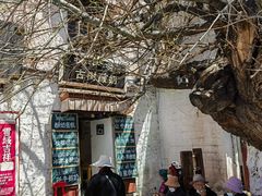 -古树酸奶(八廓南街店)