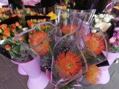 -宝鸡东道花鸟鱼虫市场(吉利花园商场店)