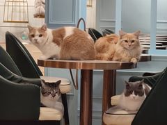 -遇见羊驼·奶狗咖·布偶猫咖·法斗柯基柴犬阿拉斯加(春熙路太古里IFS店)