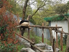 -合肥野生动物园