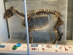 -美国自然历史博物馆