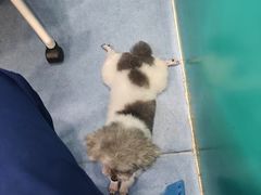 -博特宠物医院24h犬猫全科.骨科·异宠