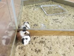 -未来动物城主题公园(正弘城店)