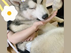 -Husky Go! 哈士奇体验馆·宠物咖啡厅狗咖