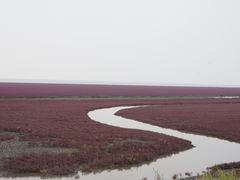 -红海滩国家风景廊道