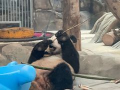 -武汉动物园