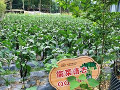 -洪湖家庭农场·团建·露营·会议