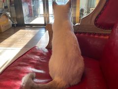 -猫大福·Fortune Cat猫舍(百子湾店)