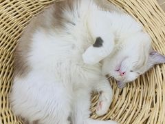 -李小姐の猫咖啡馆(五角场店)