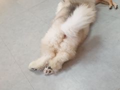 -汪说·狗咖(旺城大厦店)