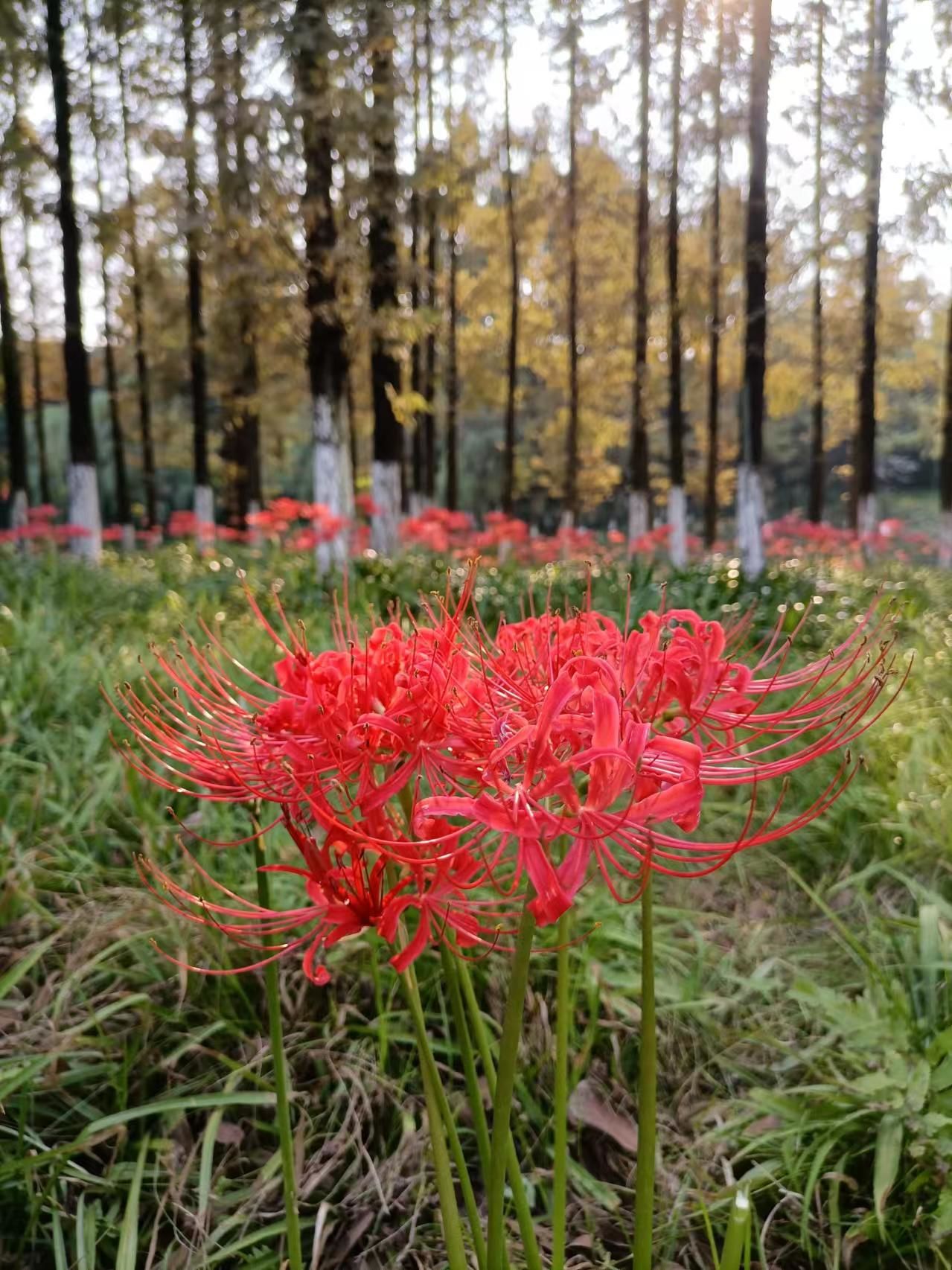 沙河公园彼岸花