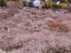 -香雪海