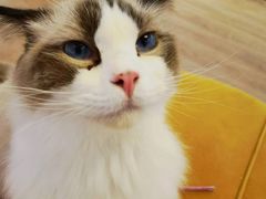 -1013 PET SHOP精品宠物商店(丁香店)