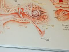 -自然之声助听器·呼吸机(公园路店)