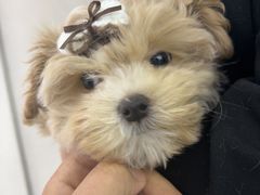 -翊宠yipet猫狗购宠庄园犬舍•猫舍