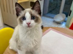 -柚子猫舍·精品猫舍购猫·猫咪认养·购宠·宠物店
