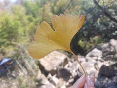 -四明湖