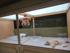 -帕帕拉兹宠物(亚洲旗舰店)