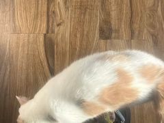 -嘉馨宠物医院·CT影像转诊·心脏科·犬猫全科诊疗中心(下沙大学城院区)