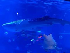 -烟台海昌鲸鲨海洋公园