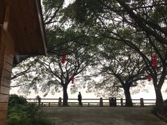-大湾区中央湿地公园