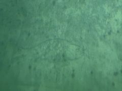 -白鹤梁水下博物馆