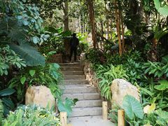 -深圳市中科院仙湖植物园