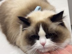-中农国际动物医院24小时·猫科·骨科·急重症中心