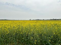 -西京湾花海